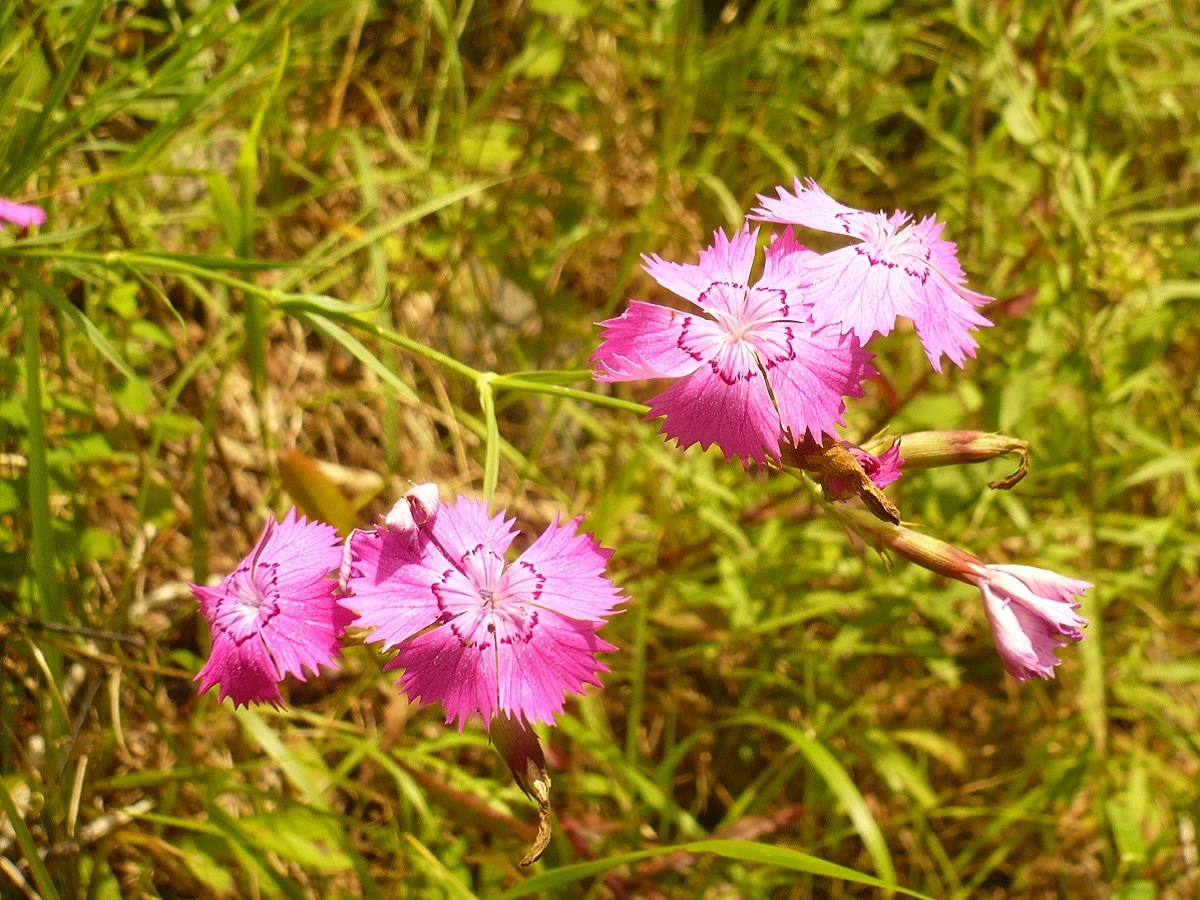 Dianthus geminiflorus (Caryophyllaceae)